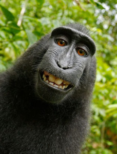 smiling baboon