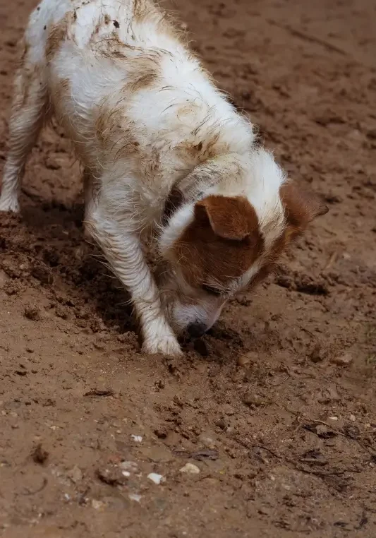 dog digging in dirt