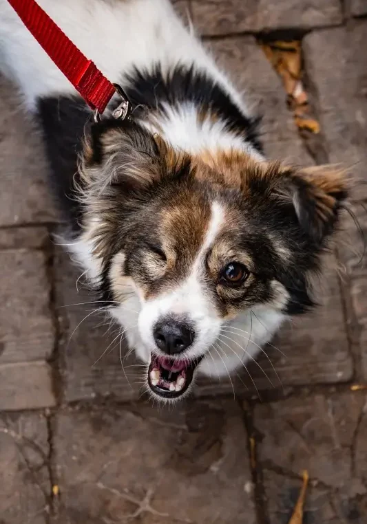 white and brown faced dog winking at camera