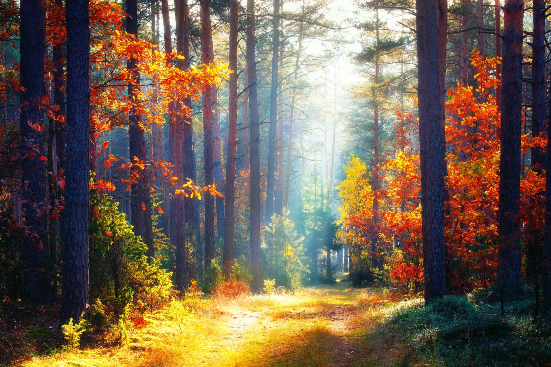 Autumn forest with colorful leaves and bright sunbeam