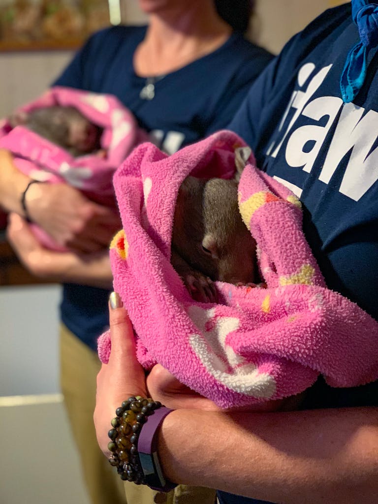 Volunteers nurture baby wombats wrapped in pink blankets at an animal rescue center.